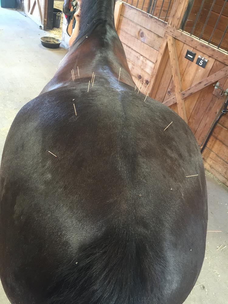 Mobile Veterinary Acupuncture in Bend, OR Active Balance Integrative